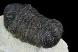 Morocops Trilobite - Visible Eye Facets #120079-4